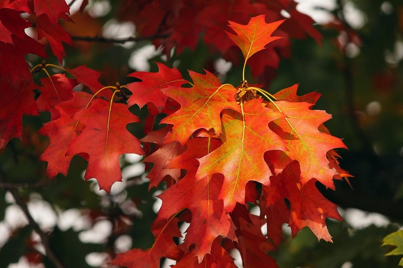 Fall Favorites